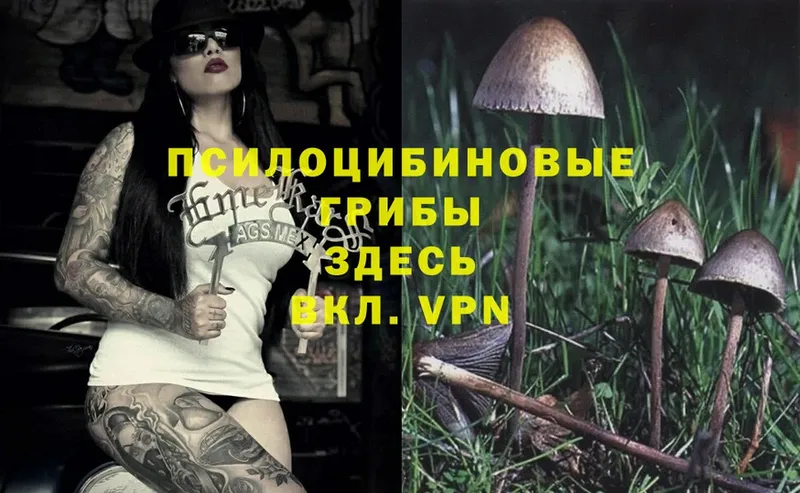 Галлюциногенные грибы Psilocybe  купить   Дятьково 